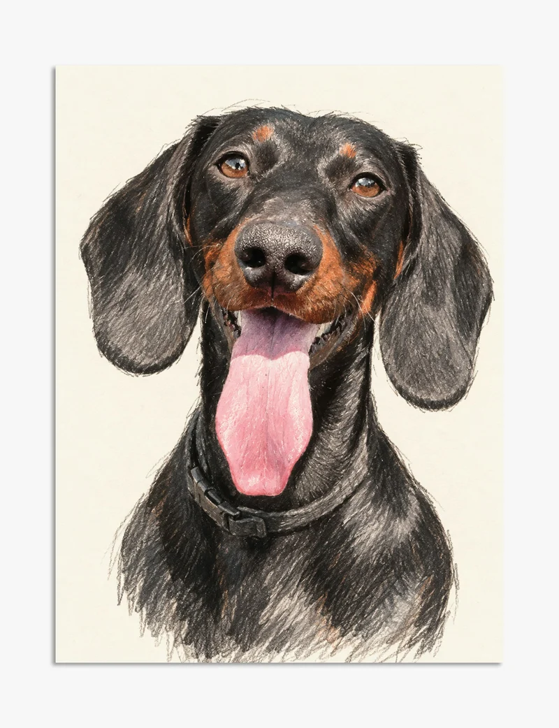 Cheerful Dachshund Portrait Art Print