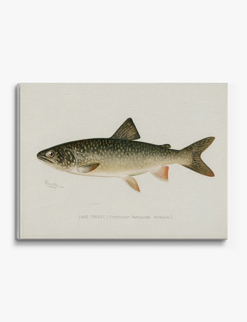 Lake Trout by Sherman F. Denton Canvas Print