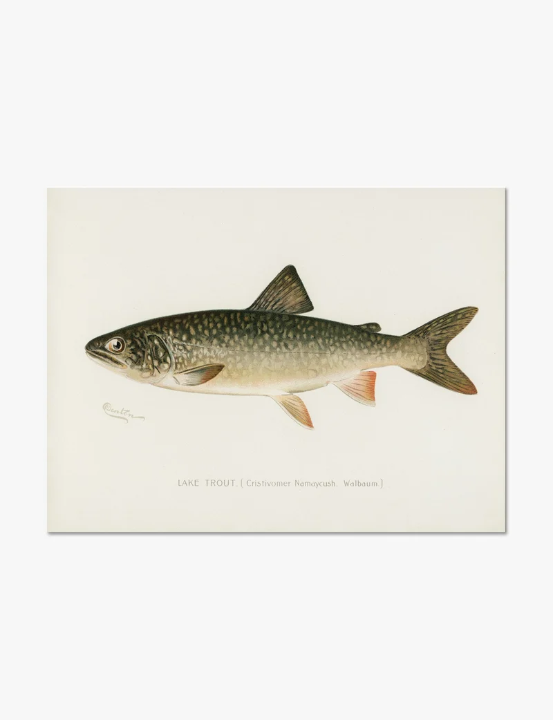 Lake Trout by Sherman F. Denton Art Print