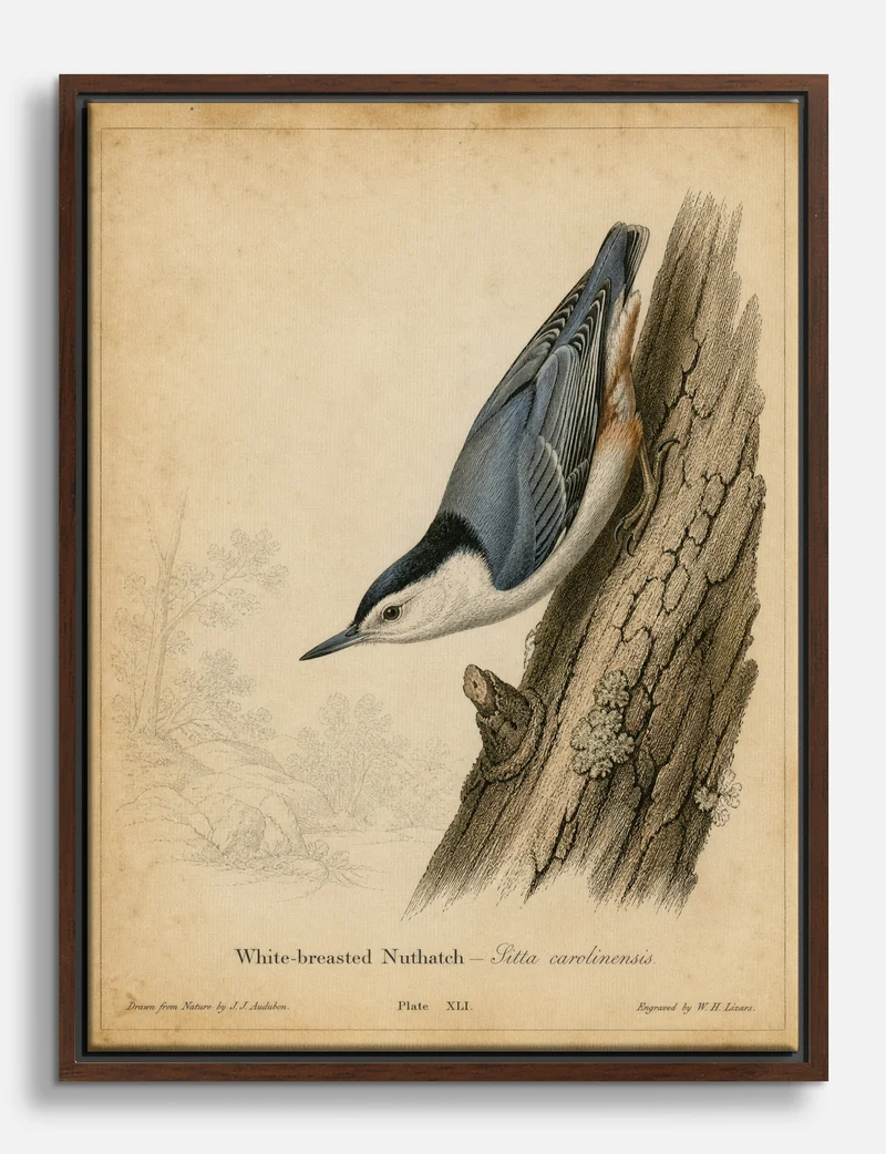 White-breasted Nuthatch by Audubon Canvas Print