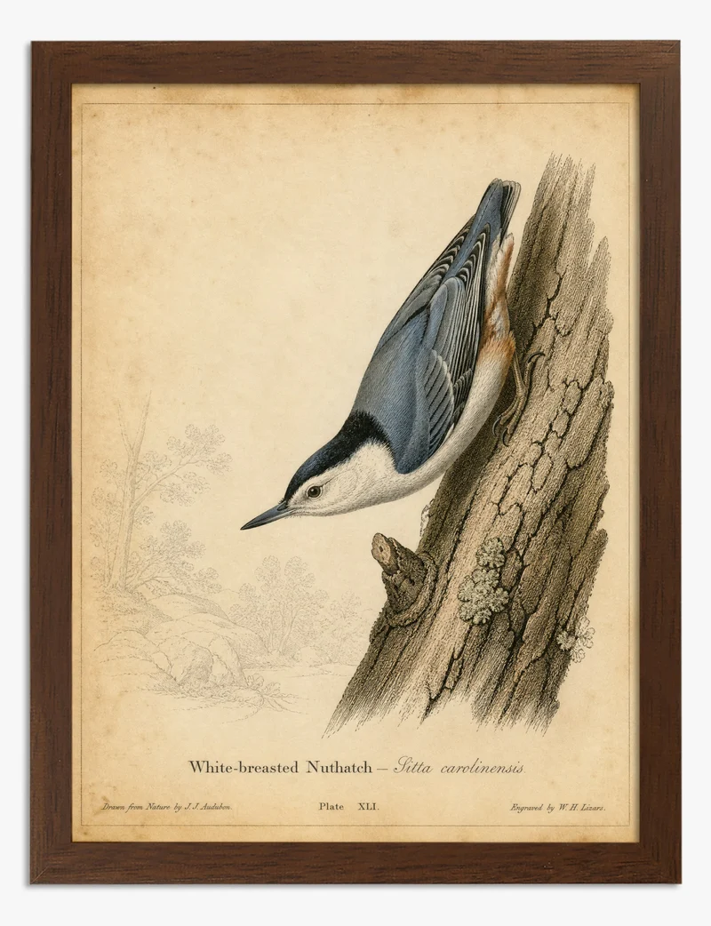 White-breasted Nuthatch by Audubon Art Print