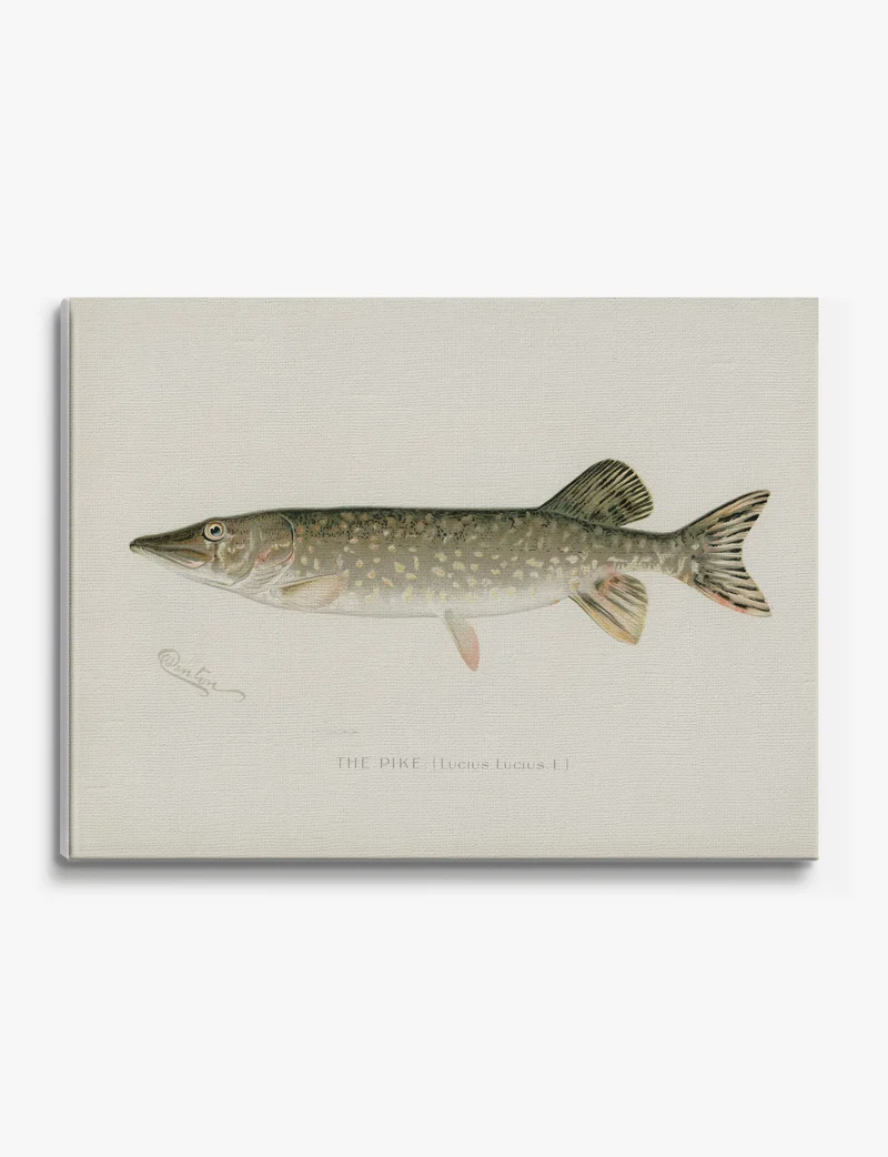 The Pike by Sherman F. Denton Canvas Print