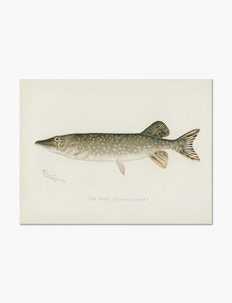 The Pike by Sherman F. Denton Art Print