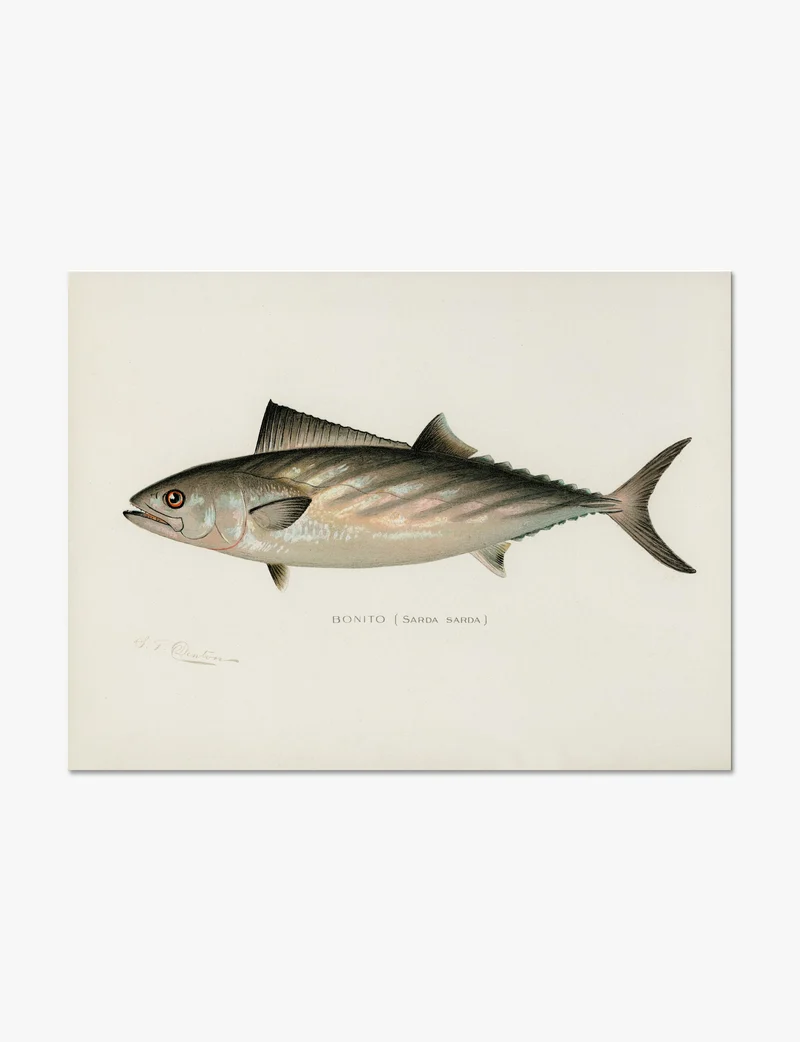 Bonito (Sarda sarda) by Sherman F. Denton Art Print