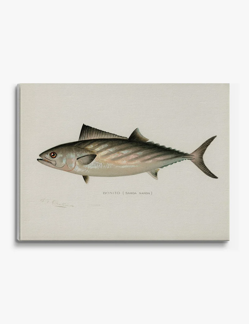 Bonito (Sarda sarda) by Sherman F. Denton Canvas Print
