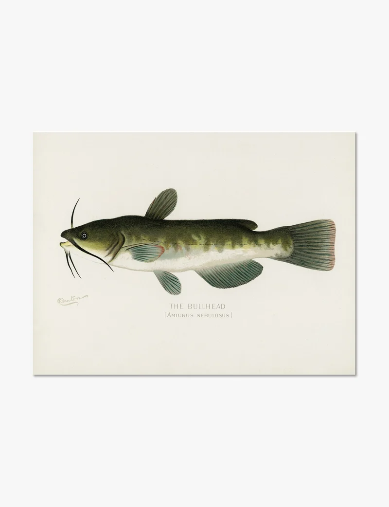 The Bullhead by Sherman F. Denton Art Print