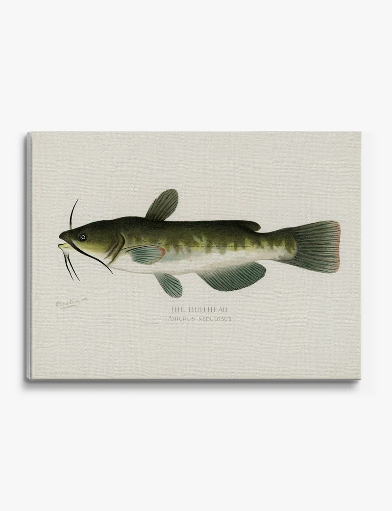 The Bullhead by Sherman F. Denton Canvas Print