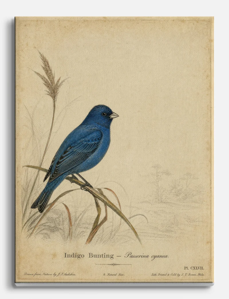 Indigo Bunting by John James Audubon Canvas Print