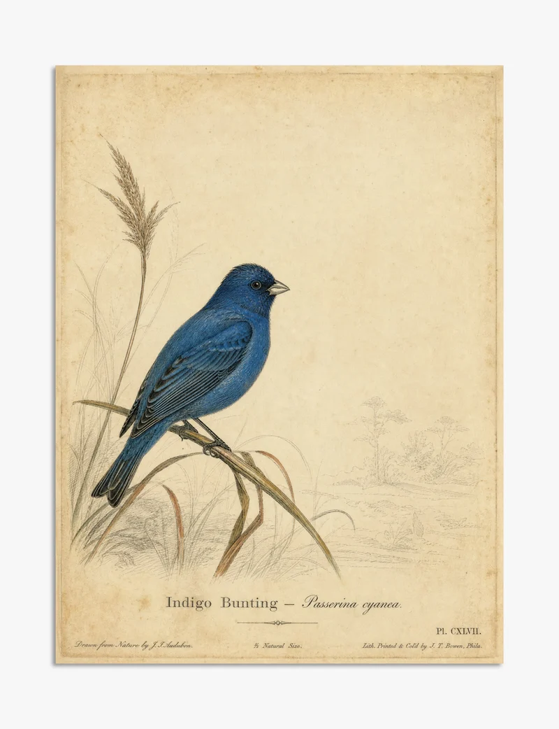 Indigo Bunting by John James Audubon Art Print
