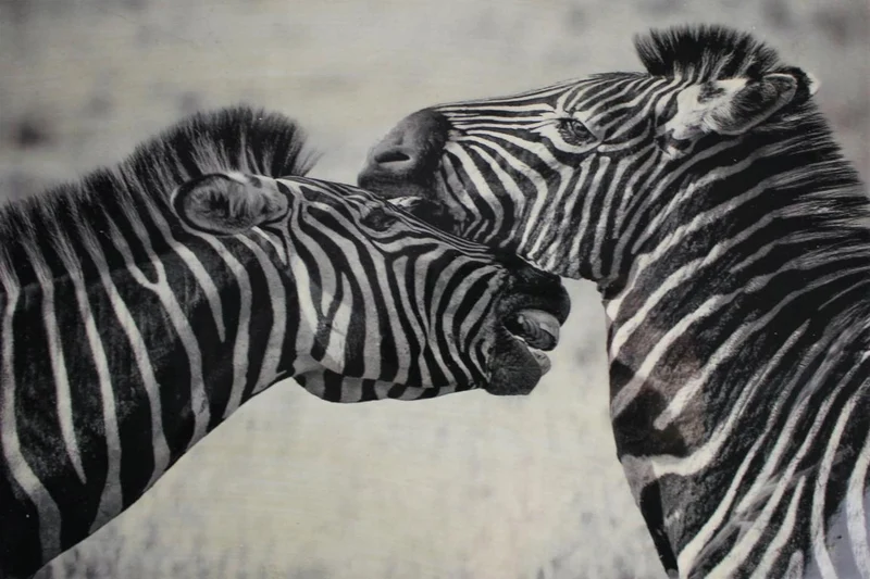 Signature Schatulle schwarz mit Zebras