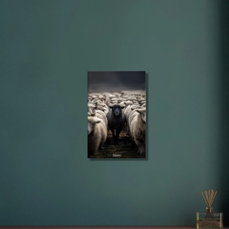 Black Sheep Among the White Sheep