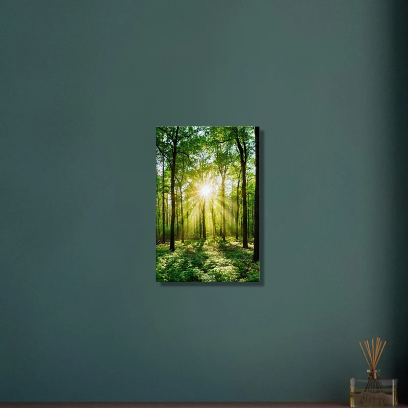 Sunshine in the Woods