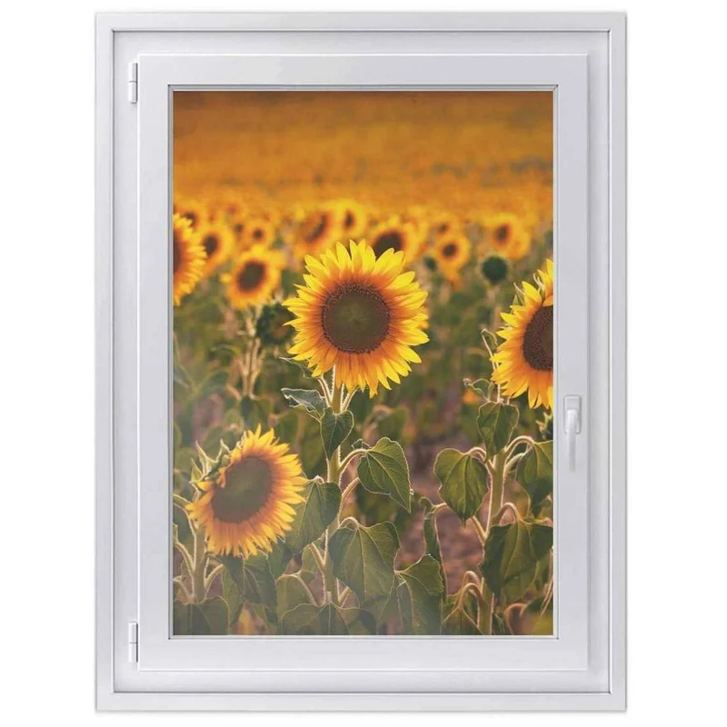 Fensterfolie [hoch] - Design: Sunflowers