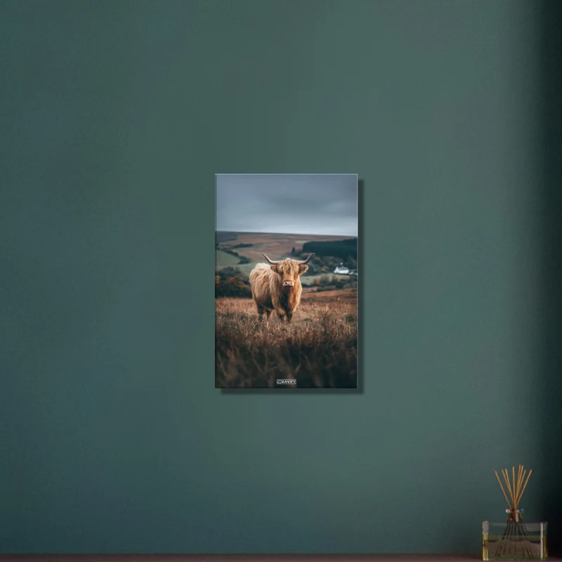 Highland Cow on Field