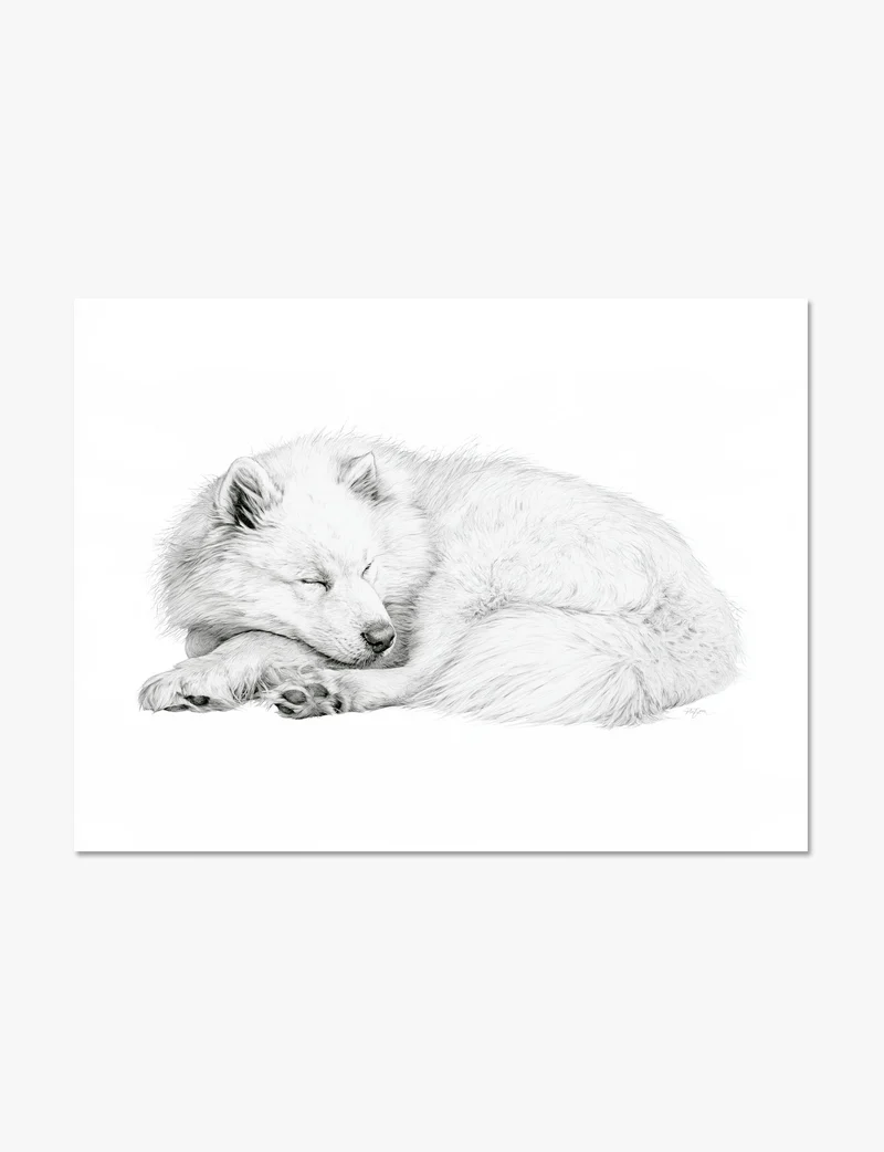 Sleeping Samoyed Pencil Study Art Print