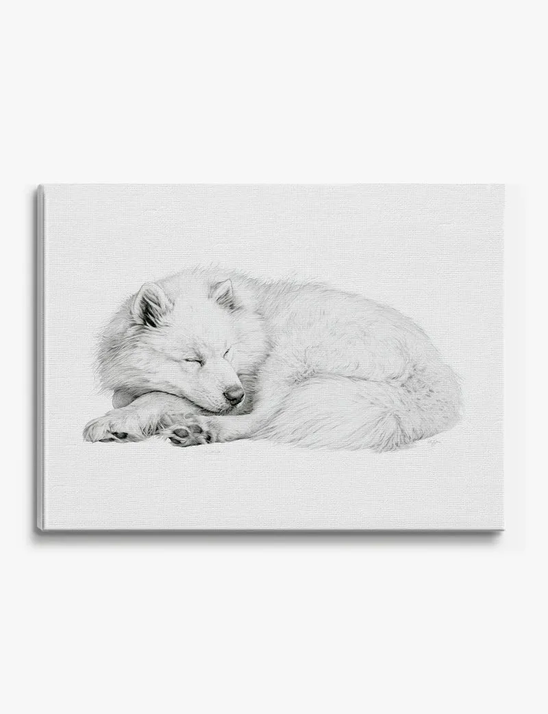 Sleeping Samoyed Pencil Study Canvas Print
