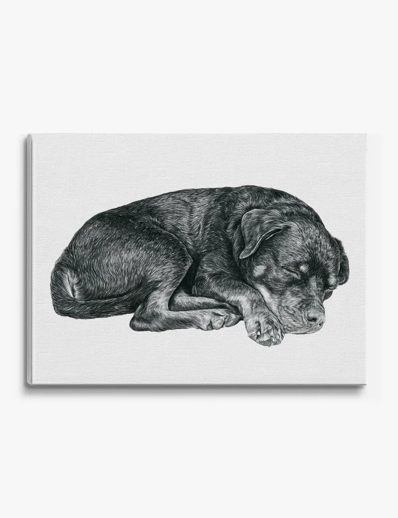 Curled Sleeping Rottweiler Canvas Print