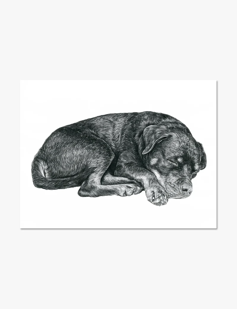 Curled Sleeping Rottweiler Art Print