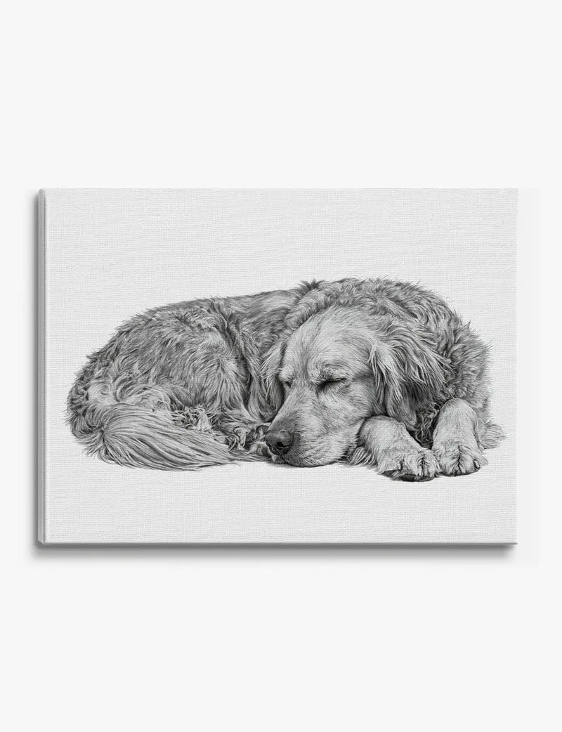 Sleeping Golden Retriever Canvas Print