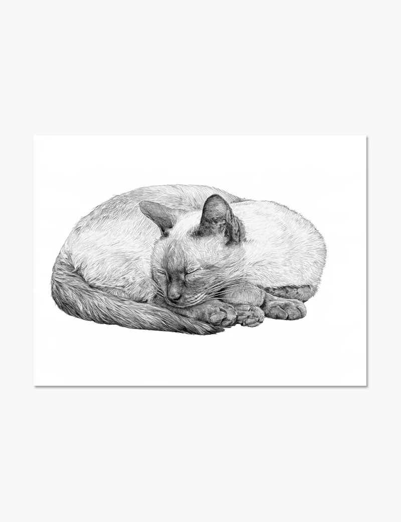 Sleeping Siamese Cat Pencil Study Art Print