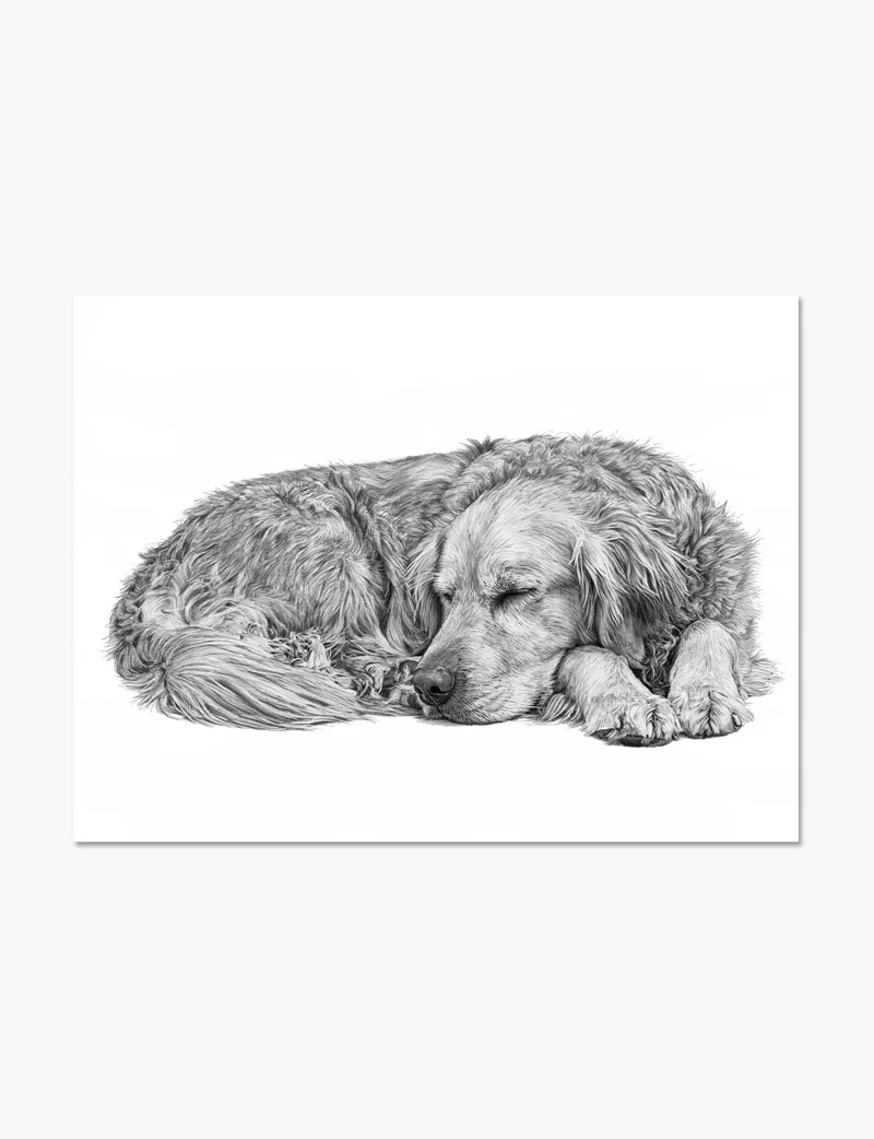 Sleeping Golden Retriever Art Print