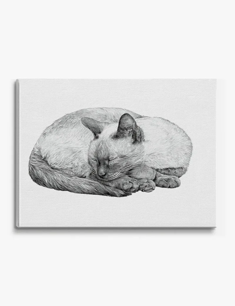 Sleeping Siamese Cat Pencil Study Canvas Print