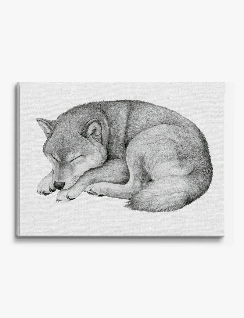 Curled Sleeping Shiba Inu Canvas Print