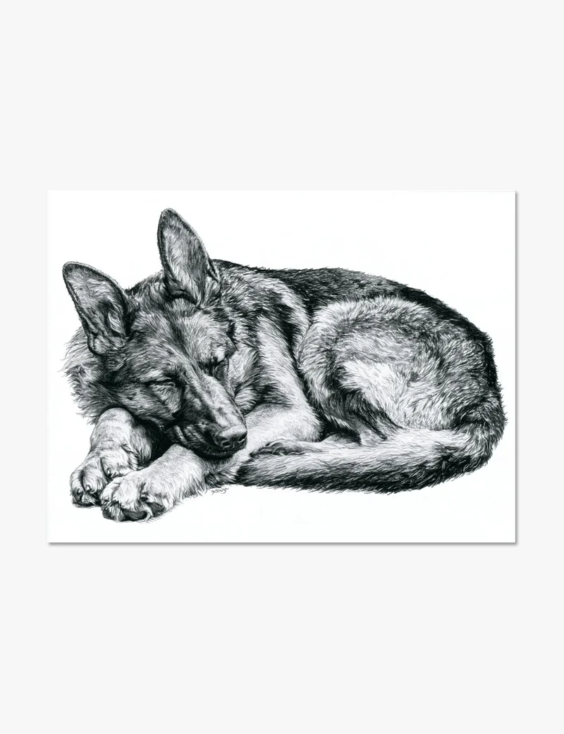Sleeping German Shepherd Art Print