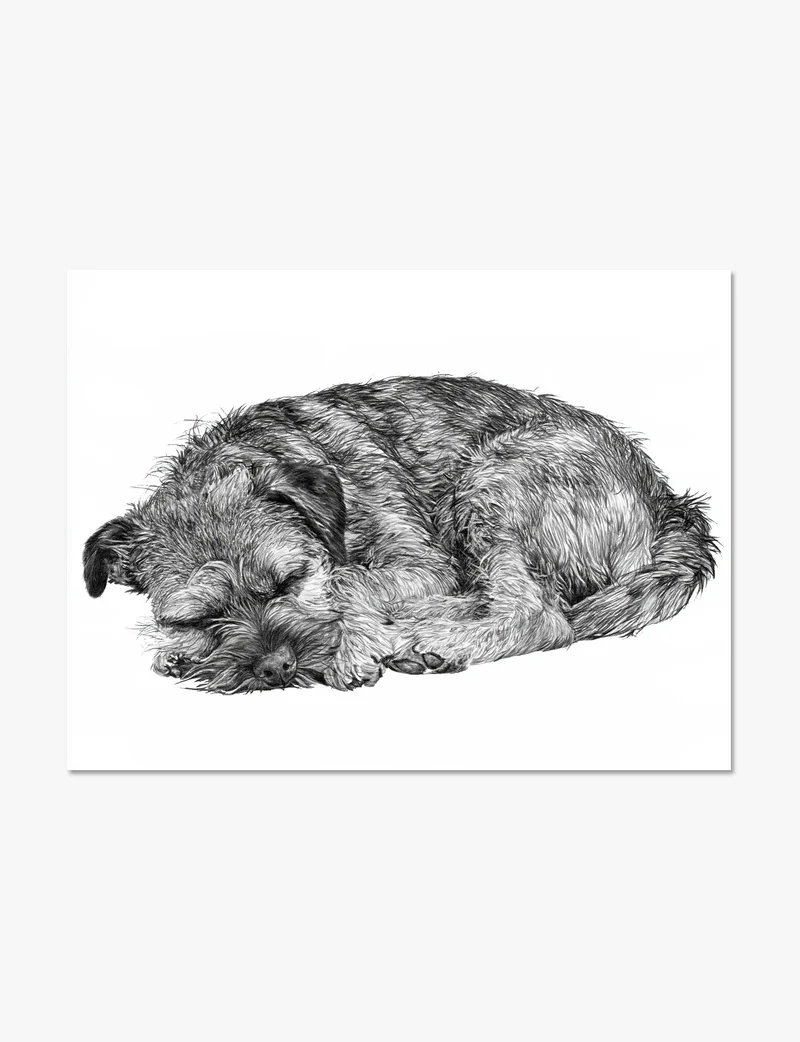 Sleeping Border Terrier Art Print