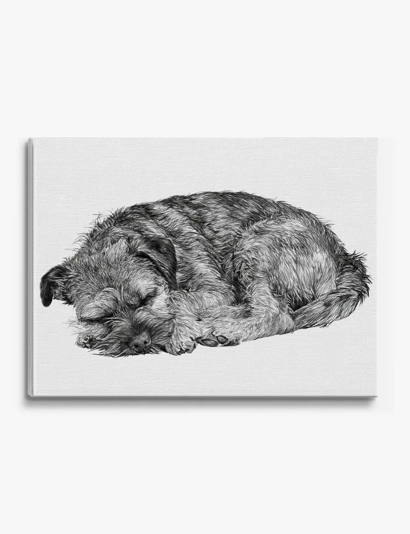 Sleeping Border Terrier Canvas Print