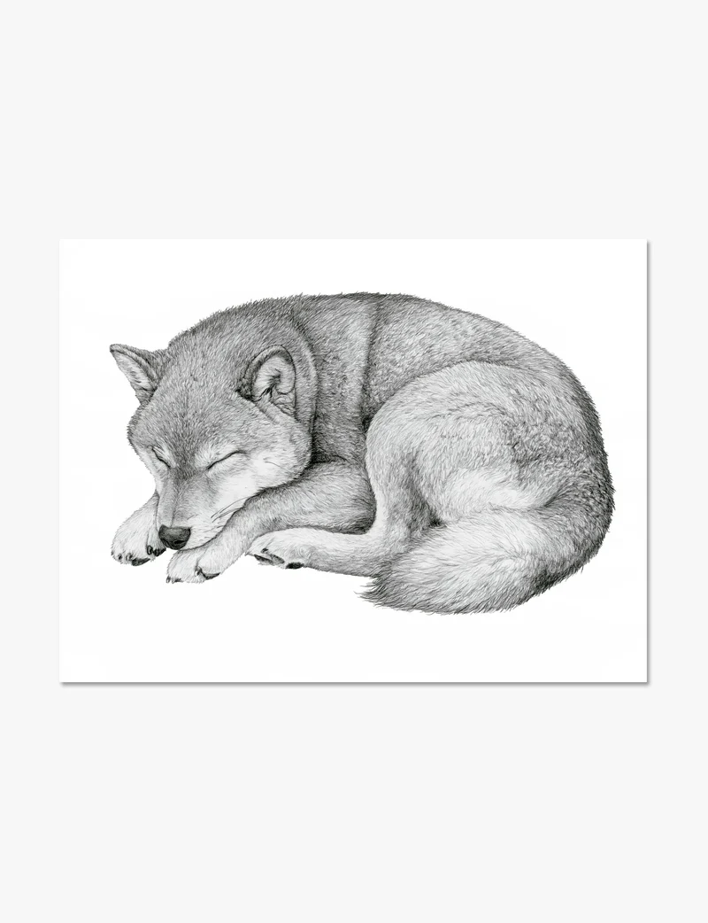 Curled Sleeping Shiba Inu Art Print