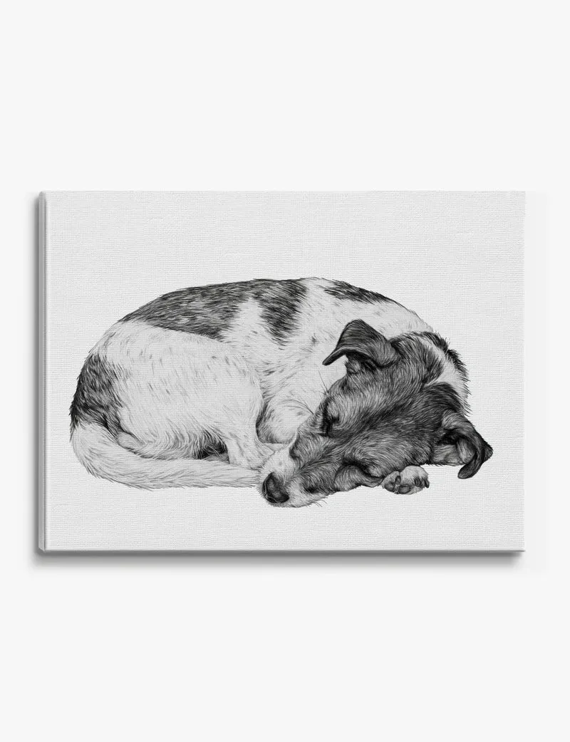 Curled Up Terrier Canvas Print