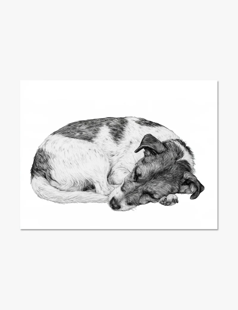 Curled Up Terrier Art Print