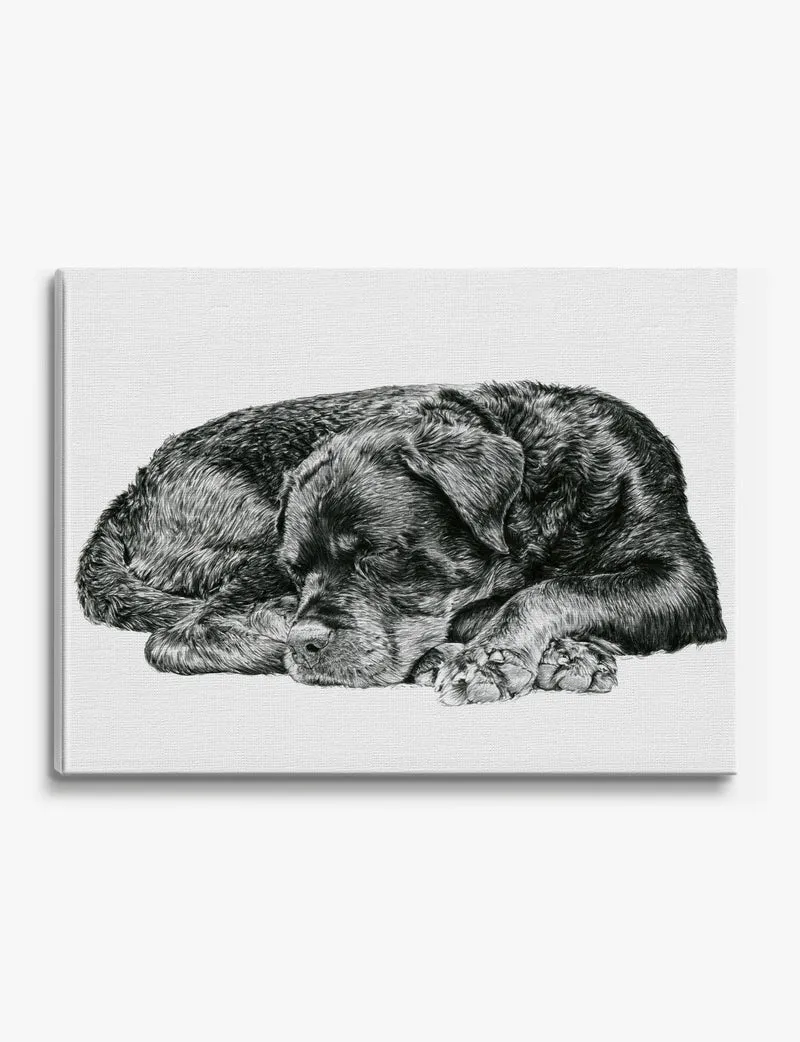 Sleeping Rottweiler Canvas Print