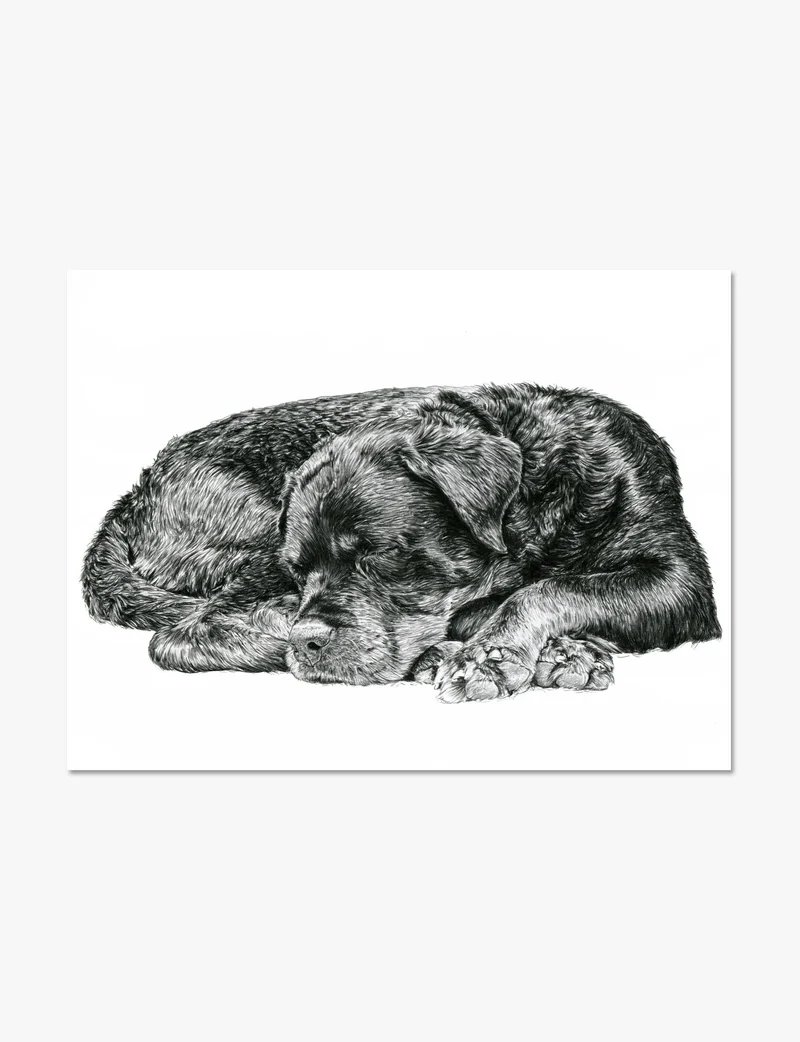 Sleeping Rottweiler Art Print