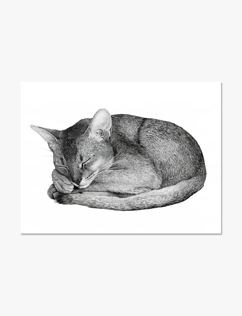 Sleeping Abyssinian Cat Art Print