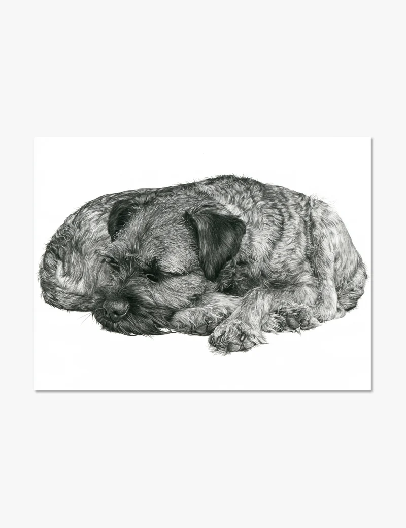 Sleeping Border Terrier Art Print