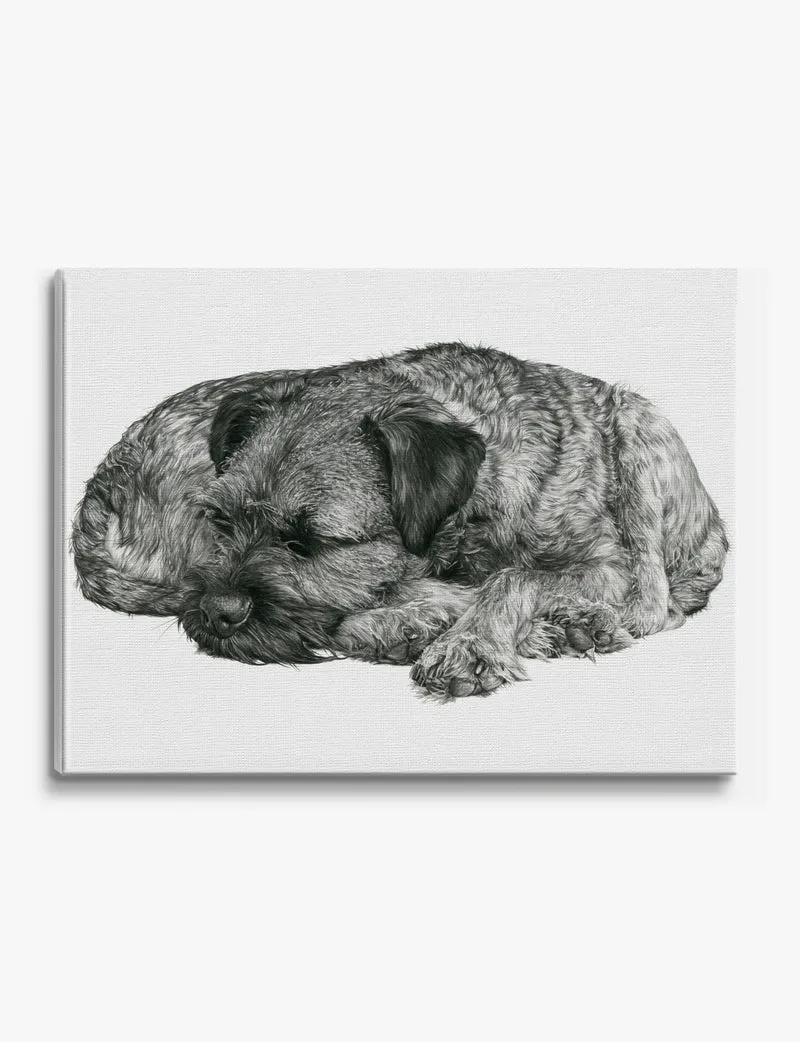 Sleeping Border Terrier Canvas Print