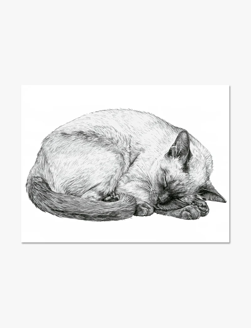 Sleeping Siamese Cat Art Print
