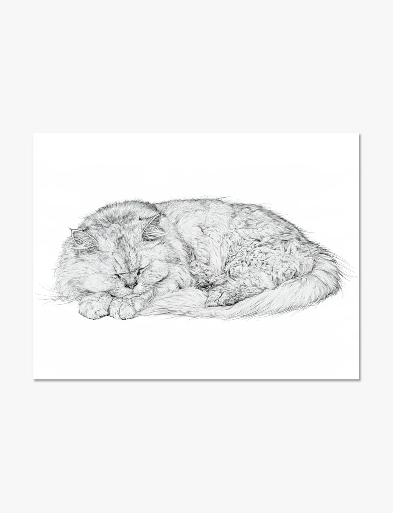 Sleeping Persian Cat Pencil Study Art Print