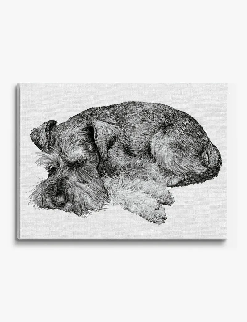 Sleeping Miniature Schnauzer Canvas Print