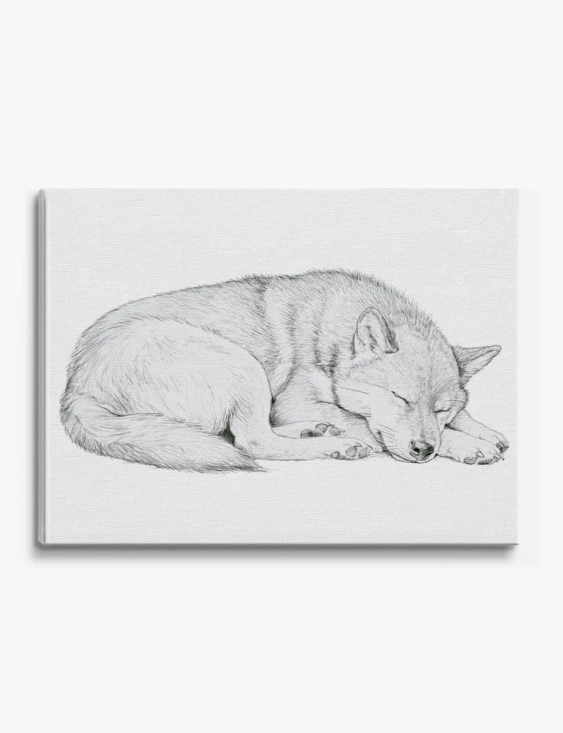 Curled Sleeping Shiba Inu Canvas Print