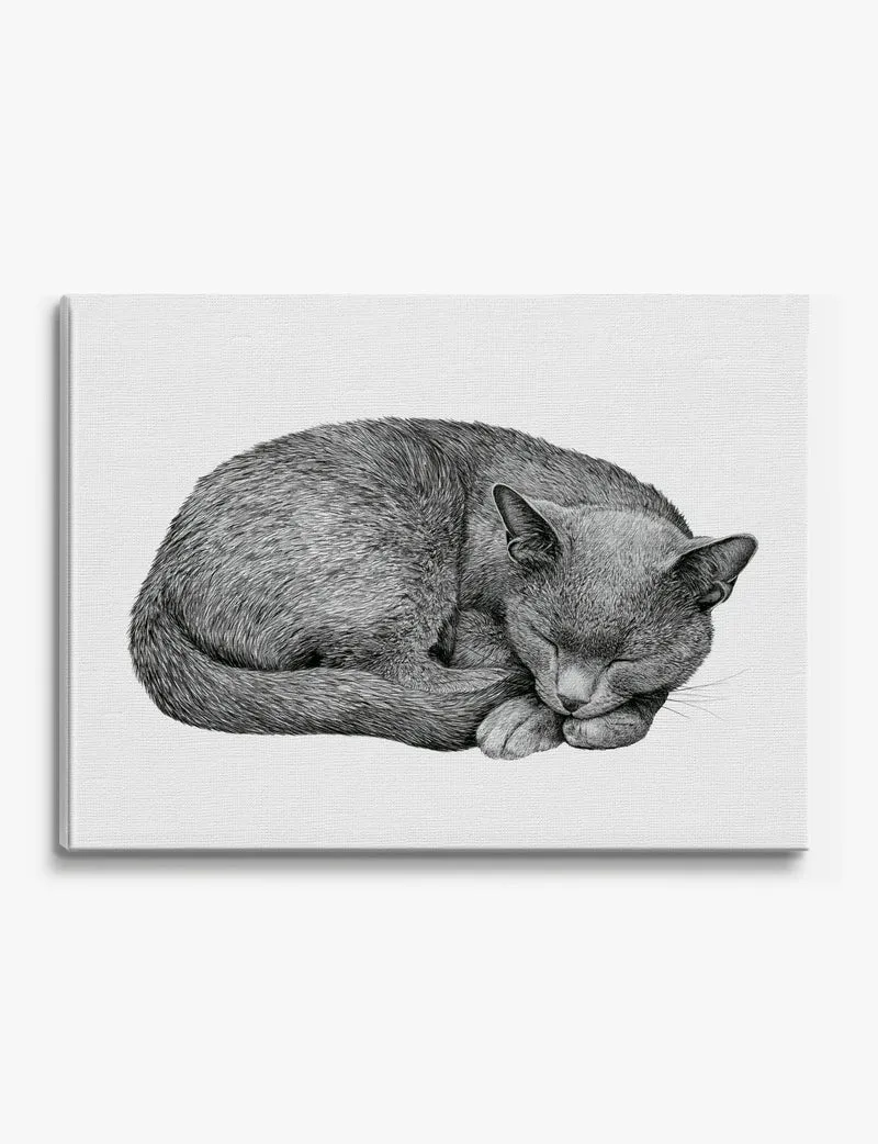 Curled Sleeping Cat Canvas Print