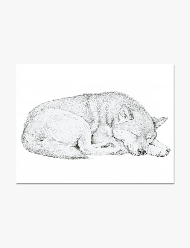 Curled Sleeping Shiba Inu Art Print