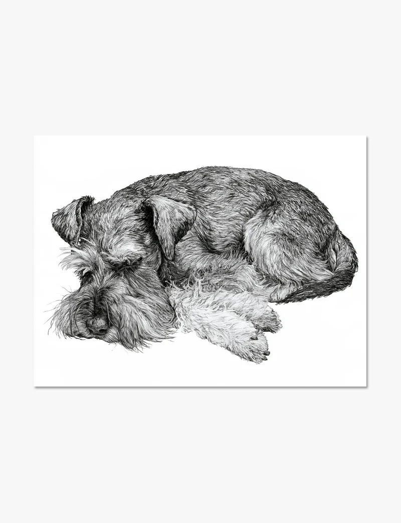 Sleeping Miniature Schnauzer Art Print