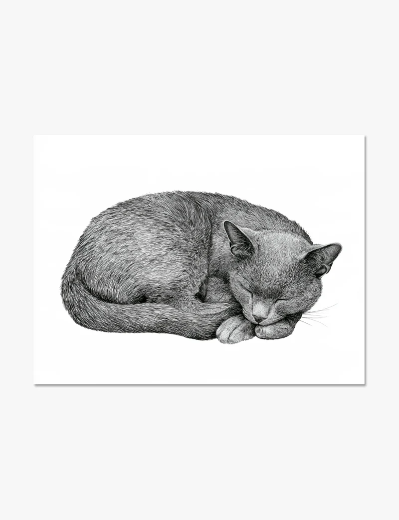 Curled Sleeping Cat Art Print