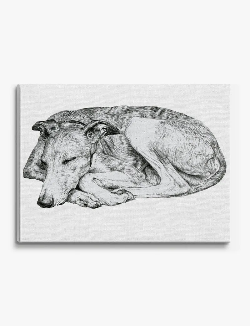 Sleeping Whippet, Curled Canvas Print