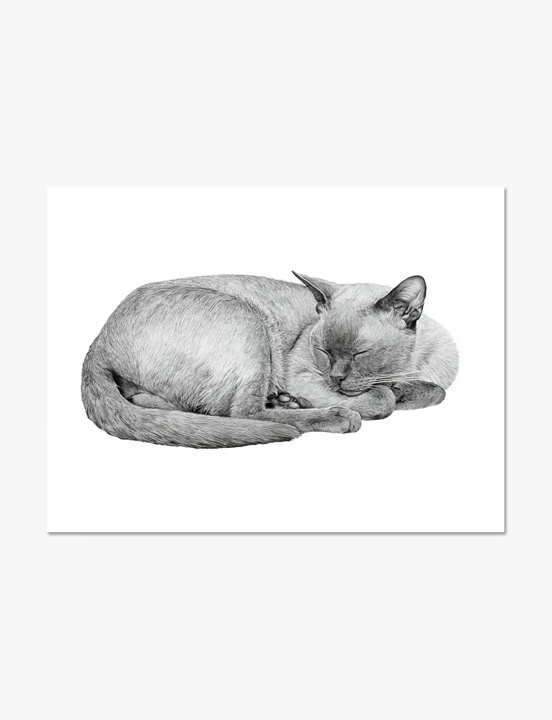 Sleeping Burmese Cat Art Print