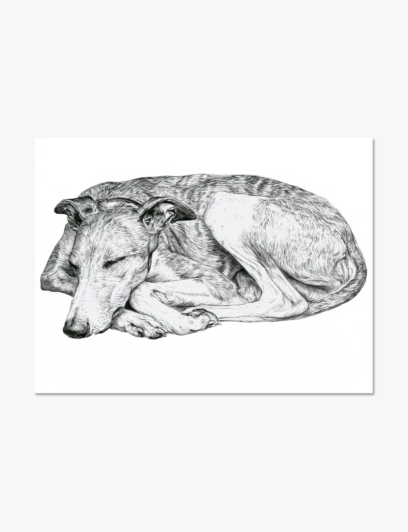 Sleeping Whippet, Curled Art Print