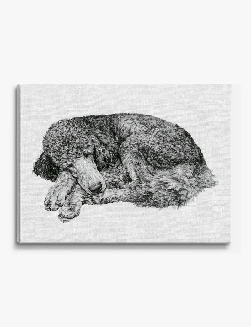 Curled Sleeping Poodle Canvas Print